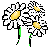 Three Daisies