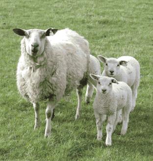 Conference sheep
